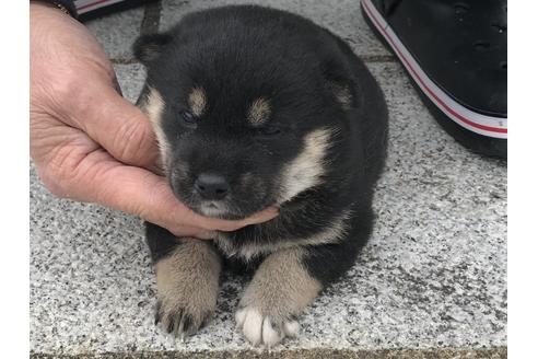 成約済の長崎県の柴犬-63506の13枚目