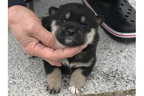 成約済の長崎県の柴犬-63506の12枚目