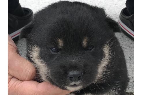成約済の長崎県の柴犬-63507の10枚目