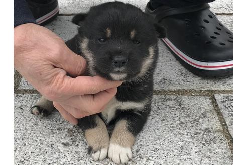 成約済の長崎県の柴犬-63507の9枚目