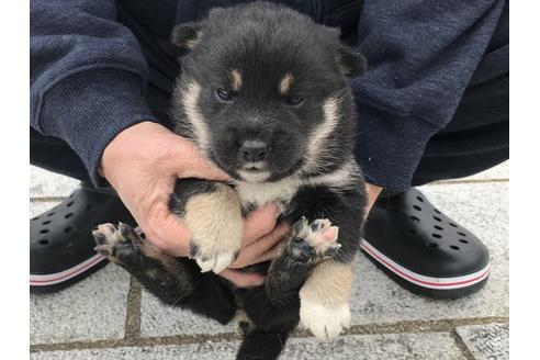 成約済の長崎県の柴犬-63507の8枚目