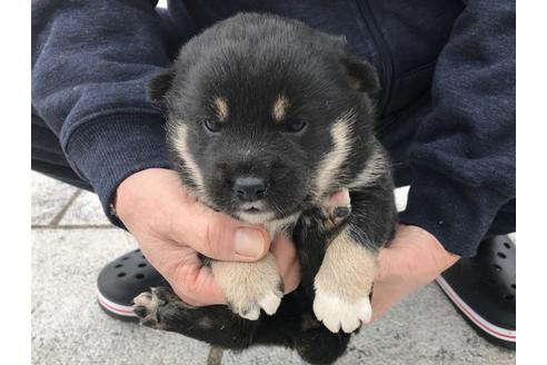 成約済の長崎県の柴犬-63507の7枚目