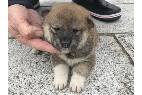 成約済の長崎県の柴犬-63508の14枚目