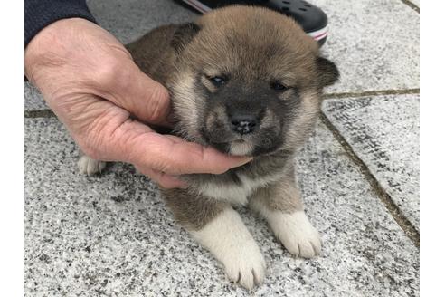 成約済の長崎県の柴犬-63508の13枚目