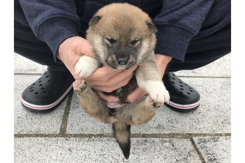 成約済の長崎県の柴犬-63508の12枚目