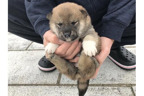 成約済の長崎県の柴犬-63508の11枚目