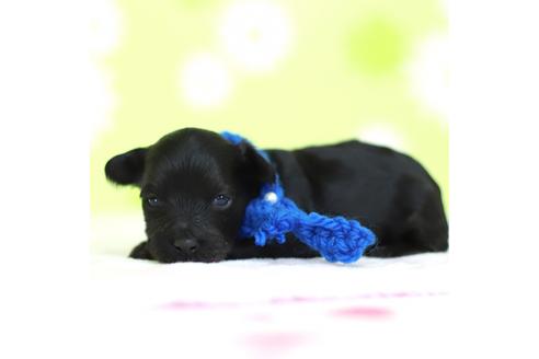 成約済の大分県のミックス犬-63523の6枚目