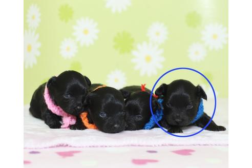 成約済の大分県のミックス犬-63523の5枚目