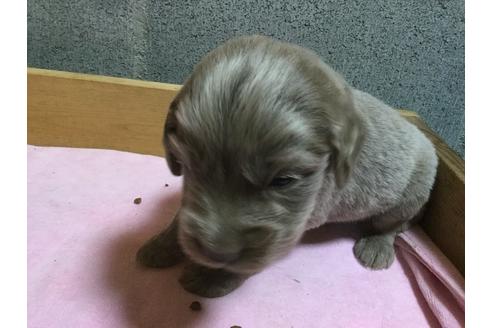 成約済の静岡県のワイマラナー-63534の3枚目
