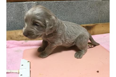 成約済の静岡県のワイマラナー-63534の2枚目