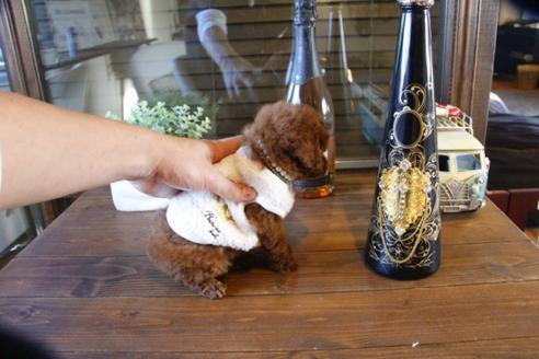 成約済の埼玉県のトイプードル-63566の3枚目