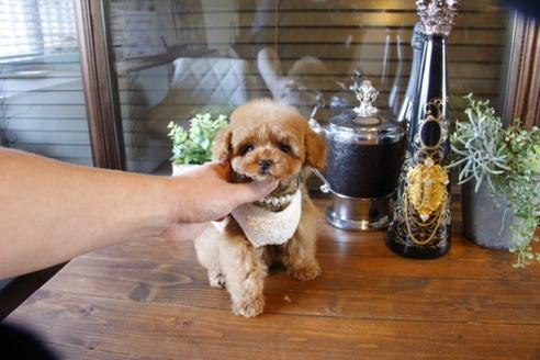 成約済の埼玉県のトイプードル-63570の10枚目