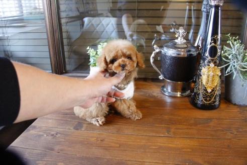 成約済の埼玉県のトイプードル-63570の9枚目