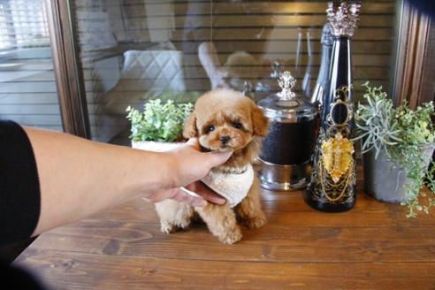 成約済の埼玉県のトイプードル-63570の8枚目