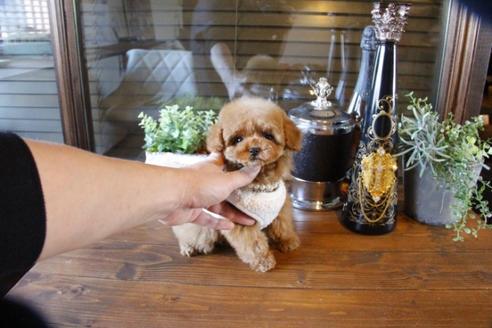 成約済の埼玉県のトイプードル-63570の7枚目