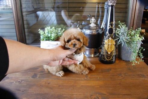 成約済の埼玉県のトイプードル-63570の6枚目