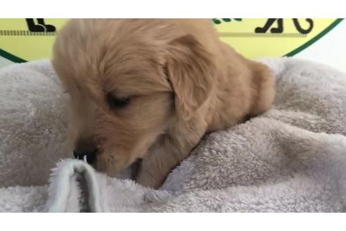 成約済の栃木県のゴールデンレトリーバー-63574の2枚目