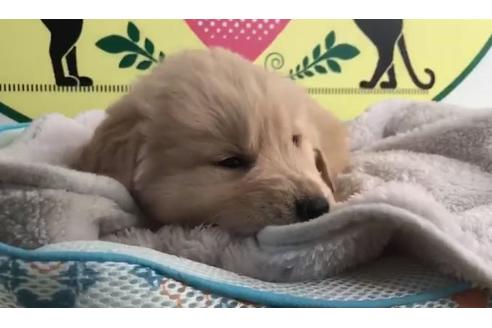 成約済の栃木県のゴールデンレトリーバー-63575の2枚目