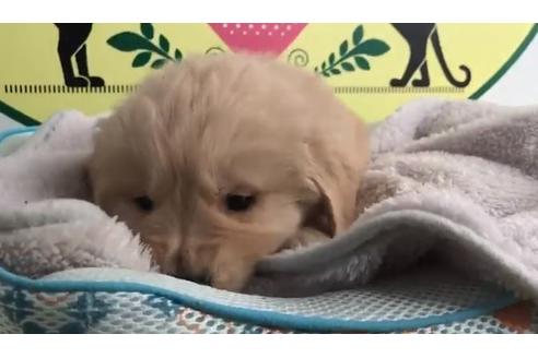 成約済の栃木県のゴールデンレトリーバー-63575の1枚目