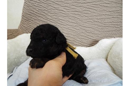 成約済の兵庫県のトイプードル-63582の2枚目