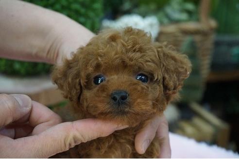 成約済の京都府のティーカッププードル-63594