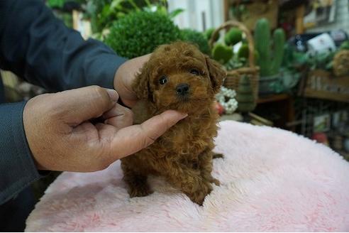 成約済の京都府のティーカッププードル-63594の3枚目