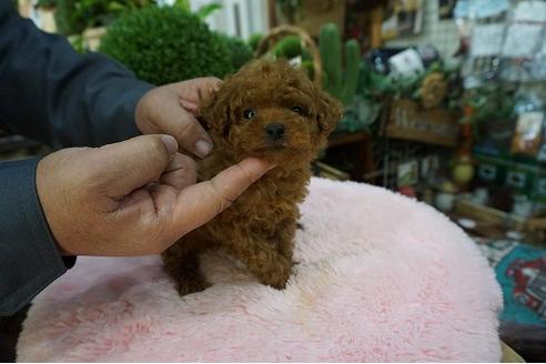 成約済の京都府のティーカッププードル-63594の2枚目