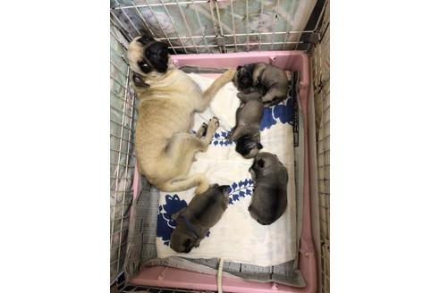 成約済の千葉県のパグ-63611の2枚目