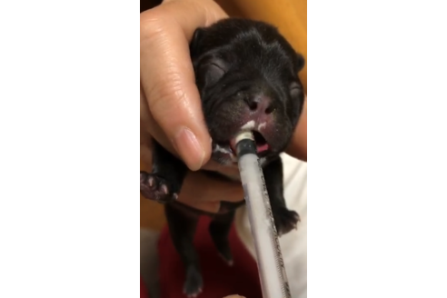 成約済の愛知県のフレンチブルドッグ-63621の36枚目