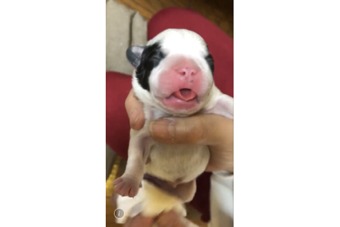 成約済の愛知県のフレンチブルドッグ-63622の40枚目