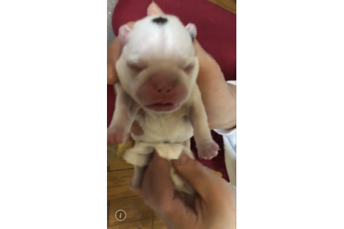 成約済の愛知県のフレンチブルドッグ-63623の39枚目