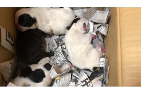 成約済の愛知県のフレンチブルドッグ-63623の38枚目