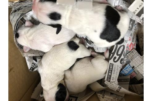 成約済の愛知県のフレンチブルドッグ-63623の37枚目