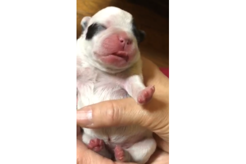 成約済の愛知県のフレンチブルドッグ-63624の25枚目