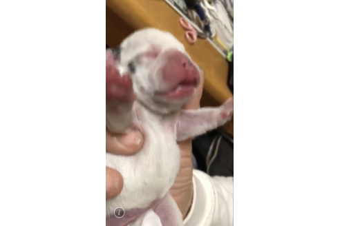 成約済の愛知県のフレンチブルドッグ-63625の36枚目