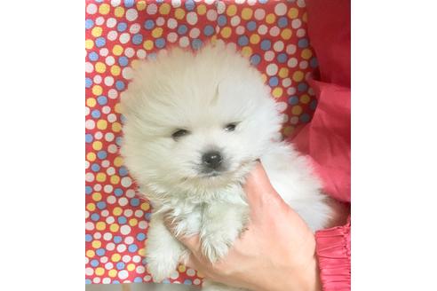 成約済の静岡県のポメラニアン-62184の1枚目