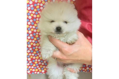 成約済の静岡県のポメラニアン-62184の7枚目