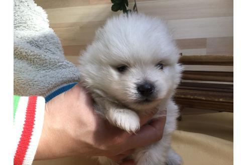 成約済の静岡県のポメラニアン-62184の5枚目