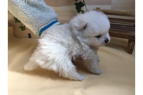 成約済の静岡県のポメラニアン-62184の4枚目