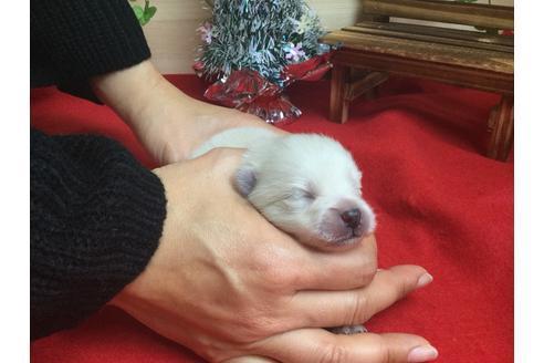 成約済の静岡県のポメラニアン-62184の3枚目