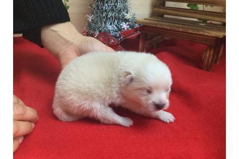 成約済の静岡県のポメラニアン-62184の2枚目