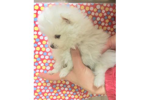 成約済の静岡県のポメラニアン-62185の1枚目