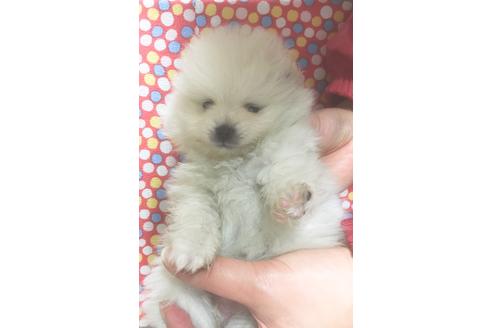 成約済の静岡県のポメラニアン-62185の6枚目