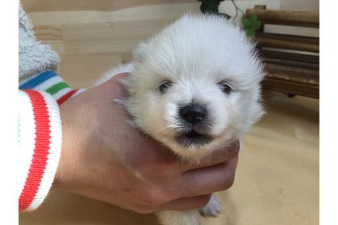 成約済の静岡県のポメラニアン-62185の5枚目