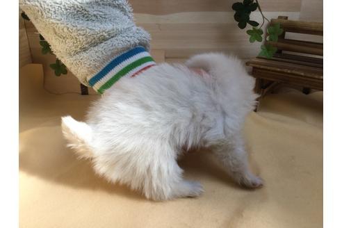 成約済の静岡県のポメラニアン-62185の4枚目