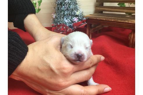 成約済の静岡県のポメラニアン-62185の3枚目