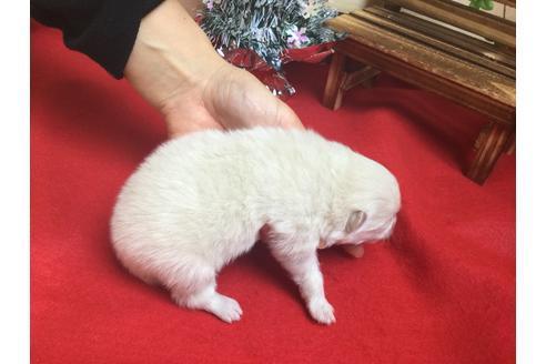 成約済の静岡県のポメラニアン-62185の2枚目