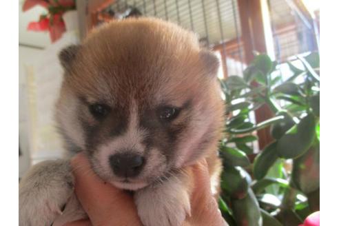 成約済の岡山県の柴犬-63675の2枚目