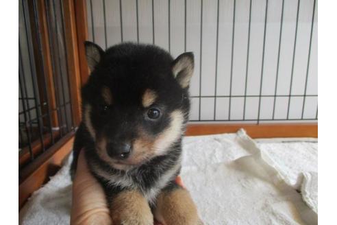 成約済の岡山県の柴犬-63676の4枚目