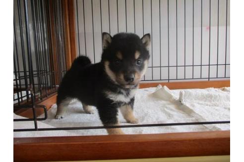 成約済の岡山県の柴犬-63676の3枚目